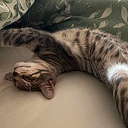 Atchoum participe au concours pour gagner de l'argent avec cette photo : cat, tabby, stretching, sleeping, bed, pillow, leaf_pattern, feline, fur, whiskers, relaxation, domestic, animal, pet, indoor, cozy, soft, resting, cute, napping