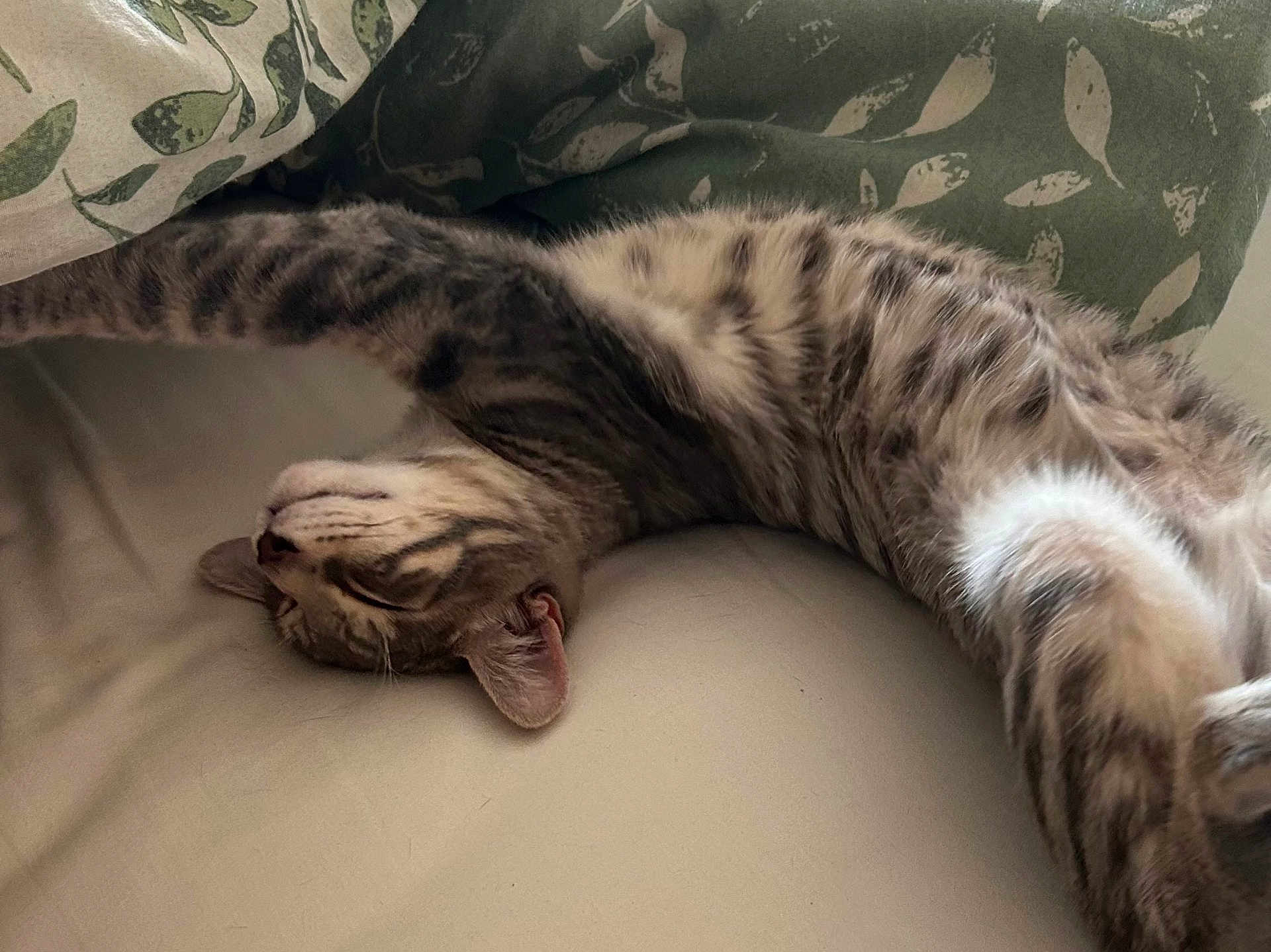 Atchoum participe au concours pour gagner de l'argent avec cette photo : cat, tabby, stretching, sleeping, bed, pillow, leaf_pattern, feline, fur, whiskers, relaxation, domestic, animal, pet, indoor, cozy, soft, resting, cute, napping