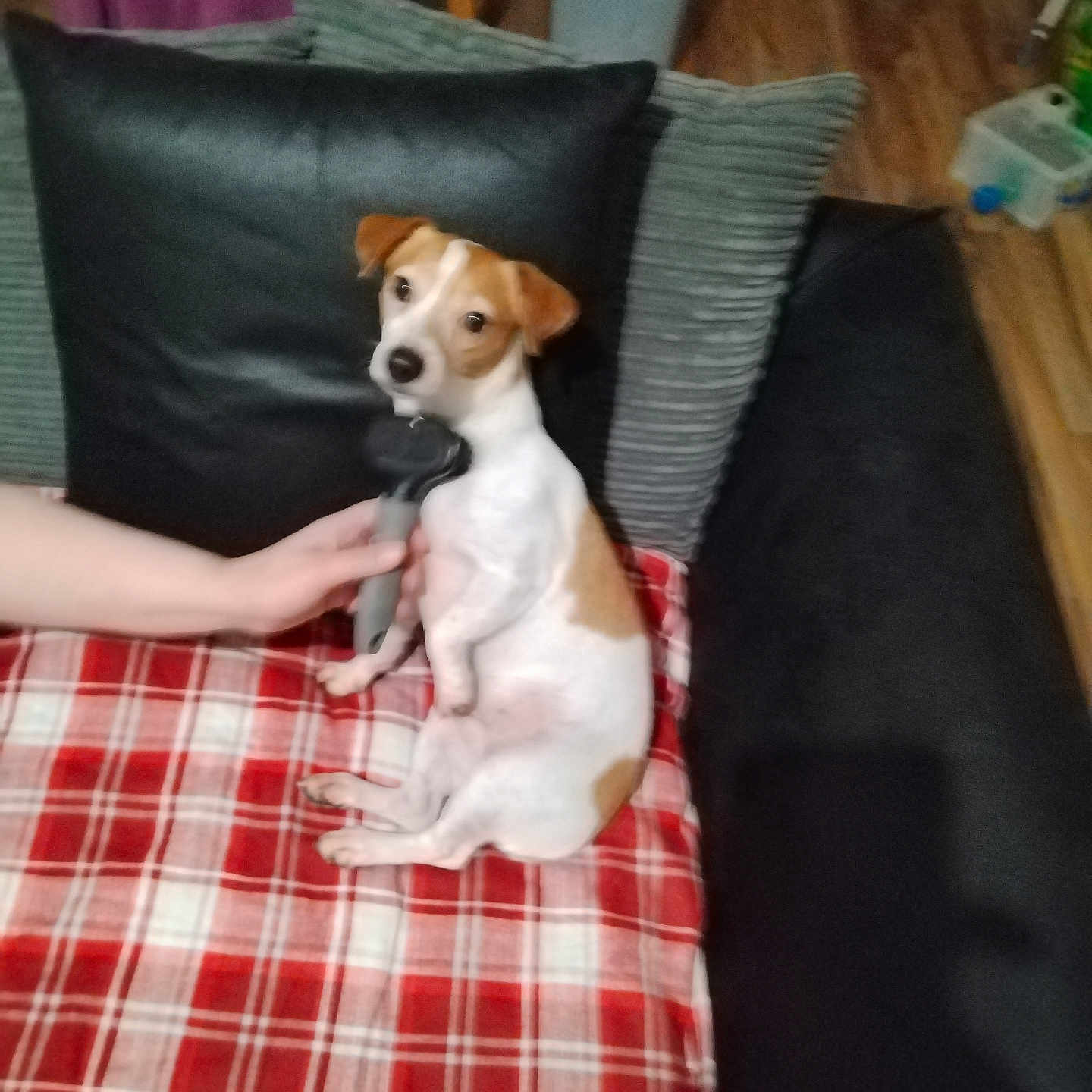 Rosie joined the competition — help win amazing prizes! animal, beagle, blanket, canine, chair, chihuahua, couch, cushion, dog, furniture, homedecor, hound, husky, indoors, interiordesign, linen, pet, plywood, puppy, wood