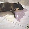 dog, pet, animal, lying_down, relaxed, indoor, tile_floor, shadow, brown_dog, black_dog, short_hair, side_view, home, floor, kitchen, furniture, sunlight, portrait, casual_photo, furry
