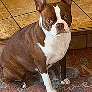 Gigi Lynn joined the competition — help win amazing prizes! dog, boston_terrier, pet, indoor, floor, tile, carpet, brown, white, sitting, animal, canine, ears_up, looking_up, fur, cute, portrait, house, domestic, companion