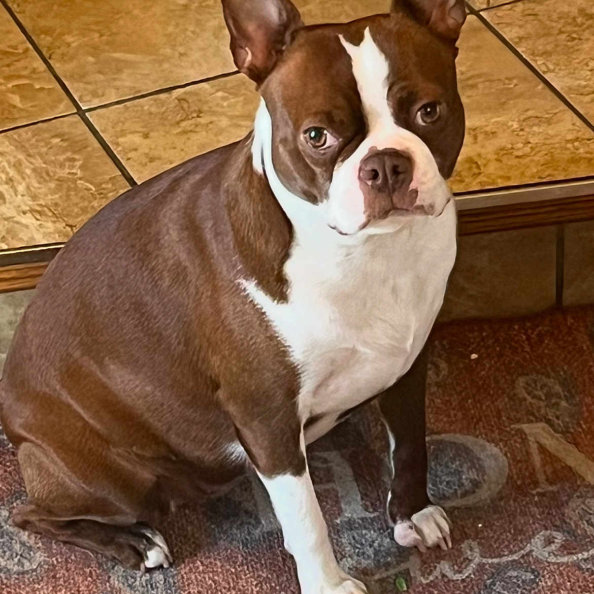 Gigi Lynn joined the competition — help win amazing prizes! animal, boston_terrier, brown, canine, carpet, companion, cute, dog, domestic, ears_up, floor, fur, house, indoor, looking_up, pet, portrait, sitting, tile, white