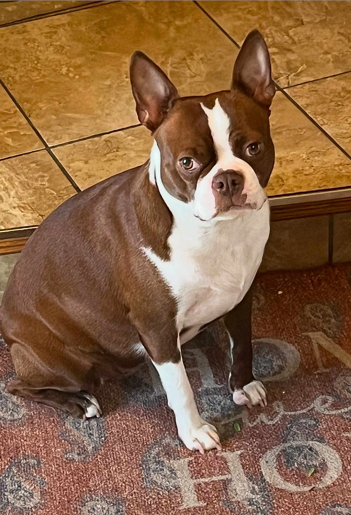 Gigi Lynn joined the competition — help win amazing prizes! dog, boston_terrier, pet, indoor, floor, tile, carpet, brown, white, sitting, animal, canine, ears_up, looking_up, fur, cute, portrait, house, domestic, companion