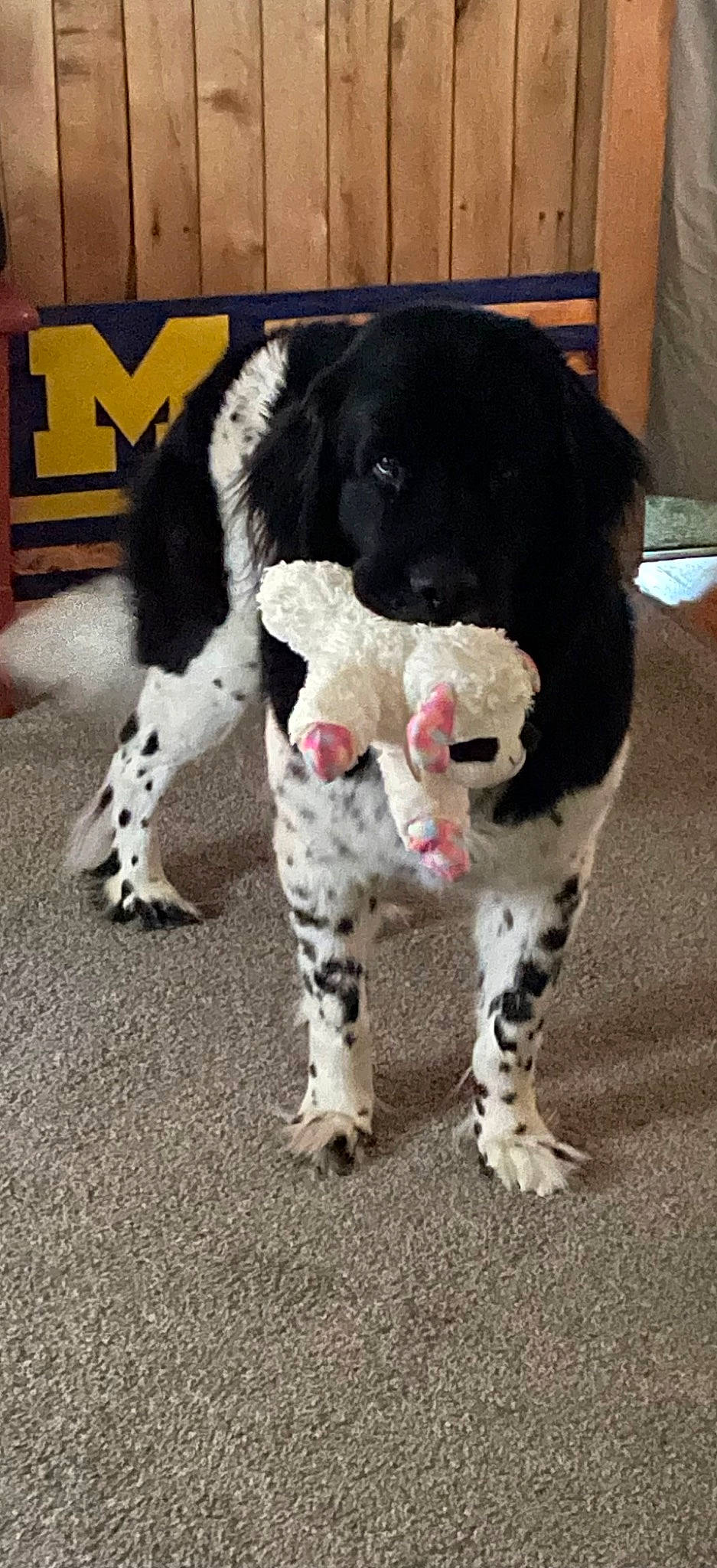 Oreo is registered to the contest to win money with this photo: ball, carnivore, companion_dog, dog, dog_breed, event, fawn, flooring, foot, fur, gun_dog, non_sporting_group, paw, sporting_group, sports_equipment, tail, terrestrial_animal, working_animal, working_dog