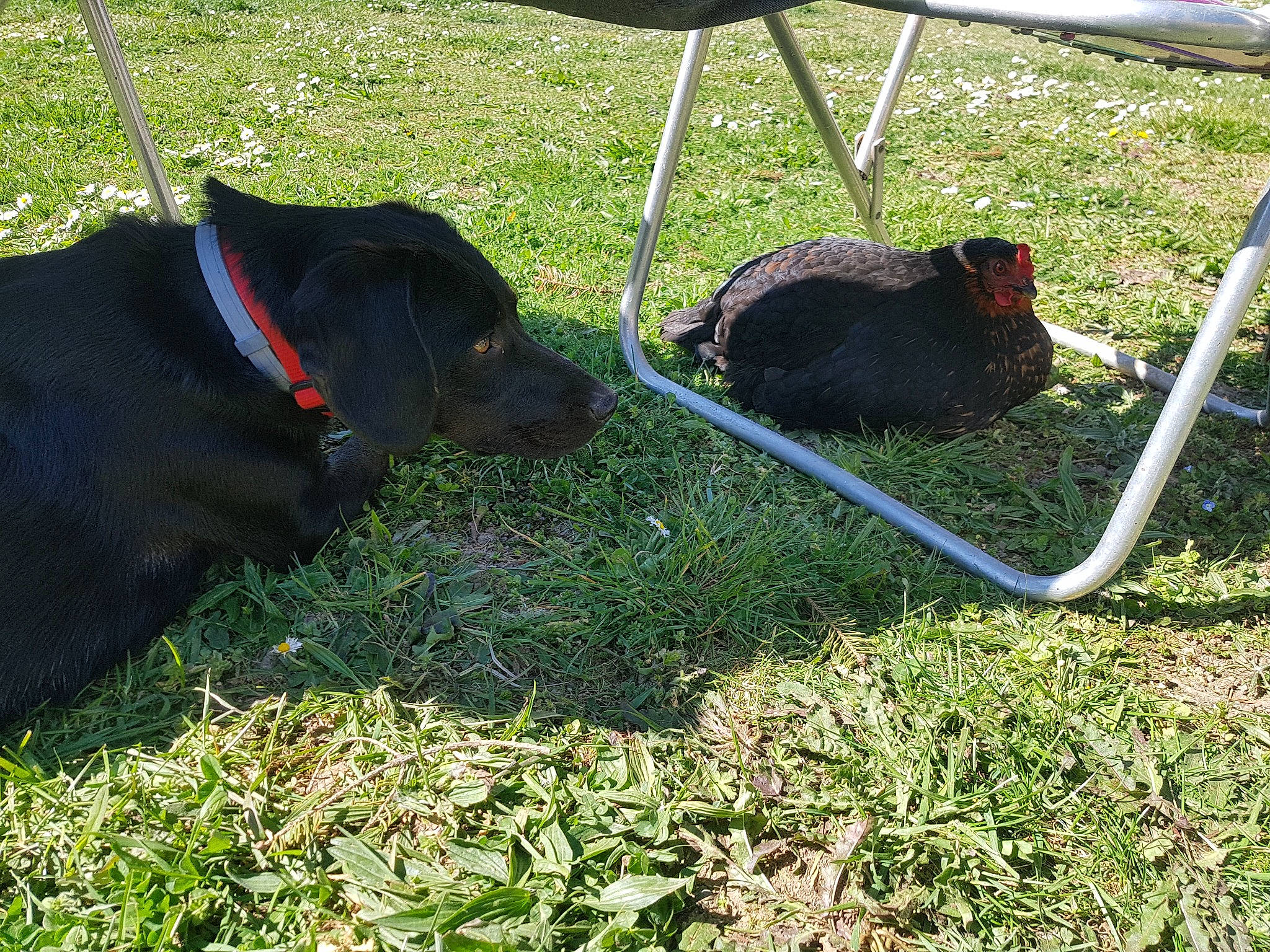 Polka a rejoint le concours — aidez-le/la à gagner de superbes lots ! canidae, carnivore, dog, dog_breed, grass, guard_dog, hunting_dog, patterdale_terrier, plant, sporting_group, working_dog