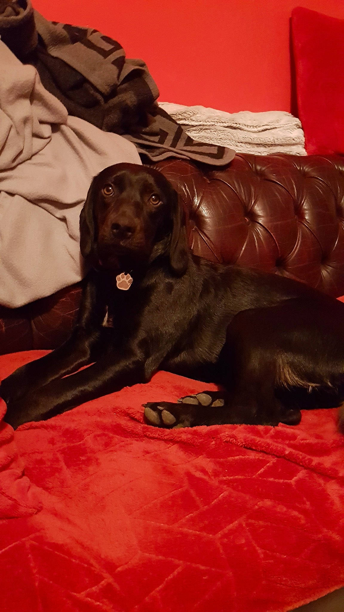 Polka participe au concours pour gagner de l'argent avec cette photo : boykin_spaniel, canidae, carnivore, companion_dog, dog, dog_breed, field_spaniel, flat_coated_retriever, german_spaniel, retriever, setter, spaniel, sporting_group, sussex_spaniel