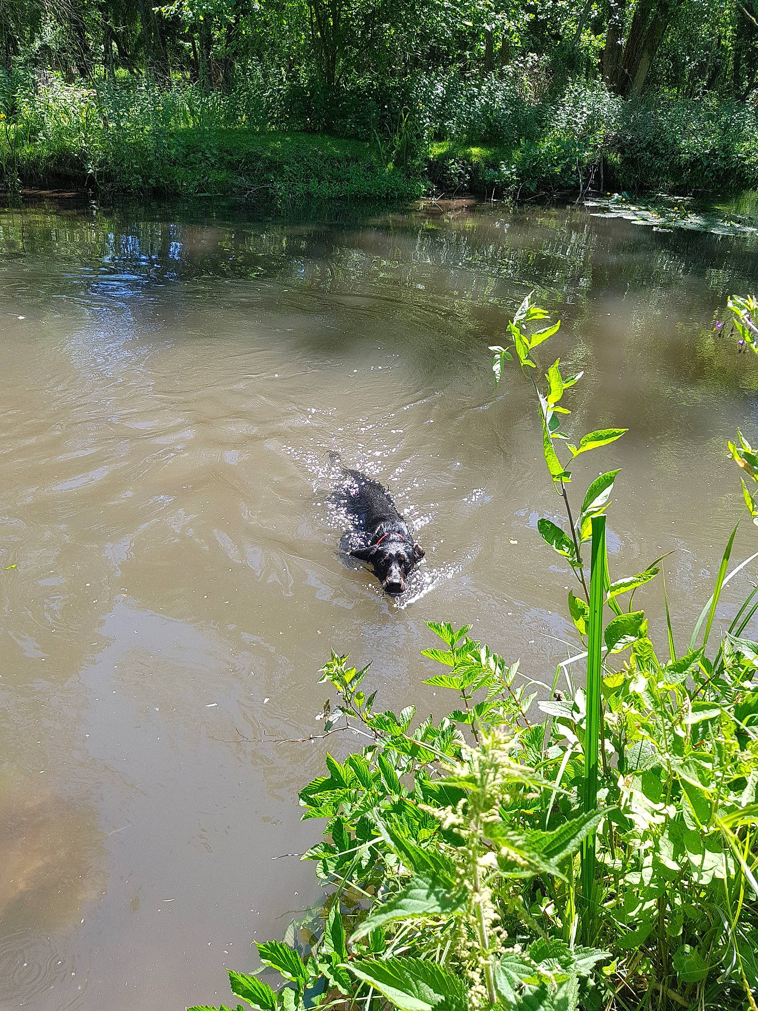 Polka a rejoint le concours — aidez-le/la à gagner de superbes lots ! bank, bayou, biome, creek, floodplain, fluvial_landforms_of_streams, grass, natural_environment, nature_reserve, plant, pond, riparian_forest, riparian_zone, river, vegetation, water, water_resources, watercourse, waterway, wetland