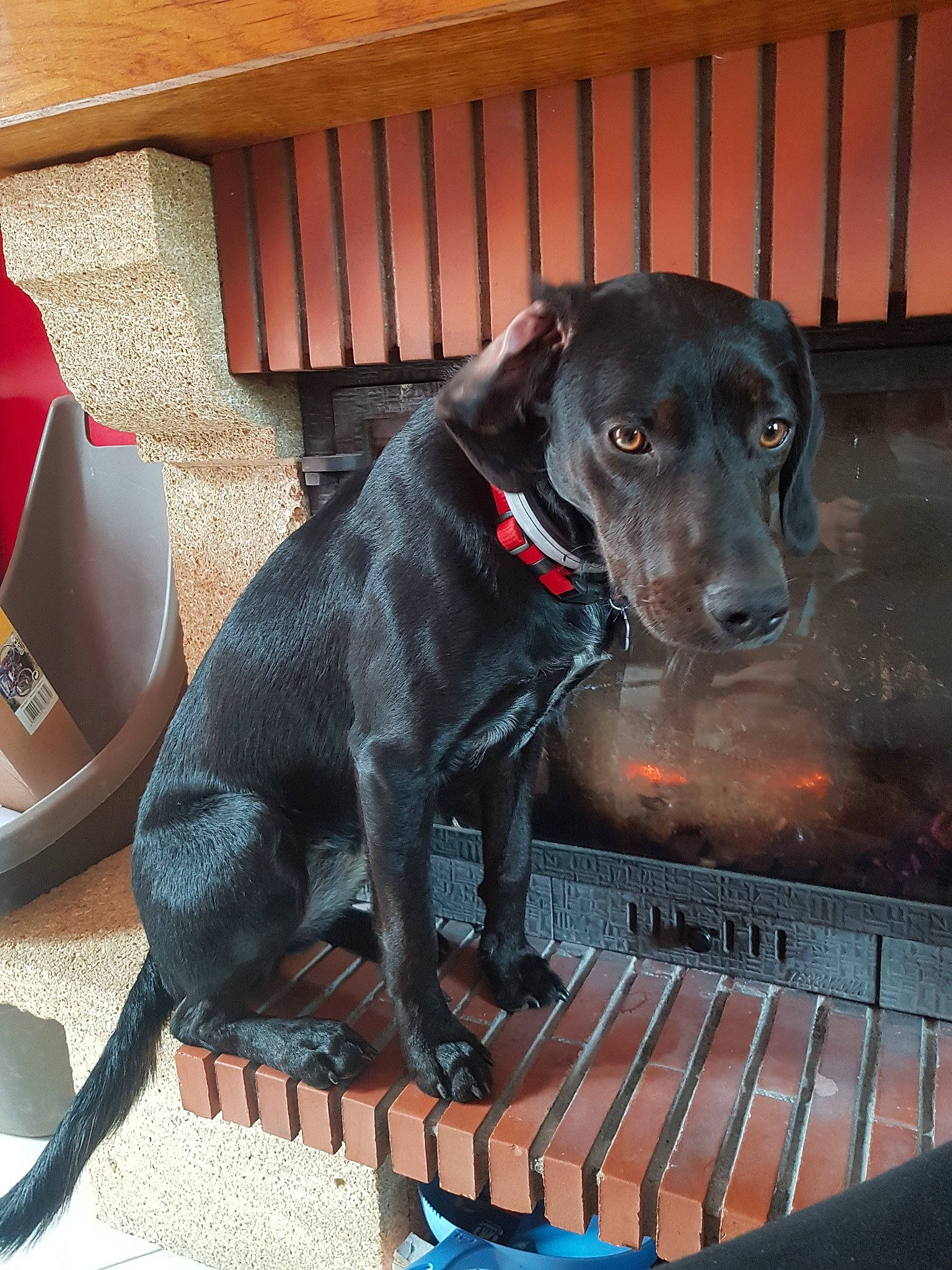 Polka a rejoint le concours — aidez-le/la à gagner de superbes lots ! blue_lacy, borador, canidae, carnivore, companion_dog, dog, dog_breed, hunting_dog, labrador_retriever, mammal, patterdale_terrier, rare_breed_dog, snout, sporting_group, vertebrate