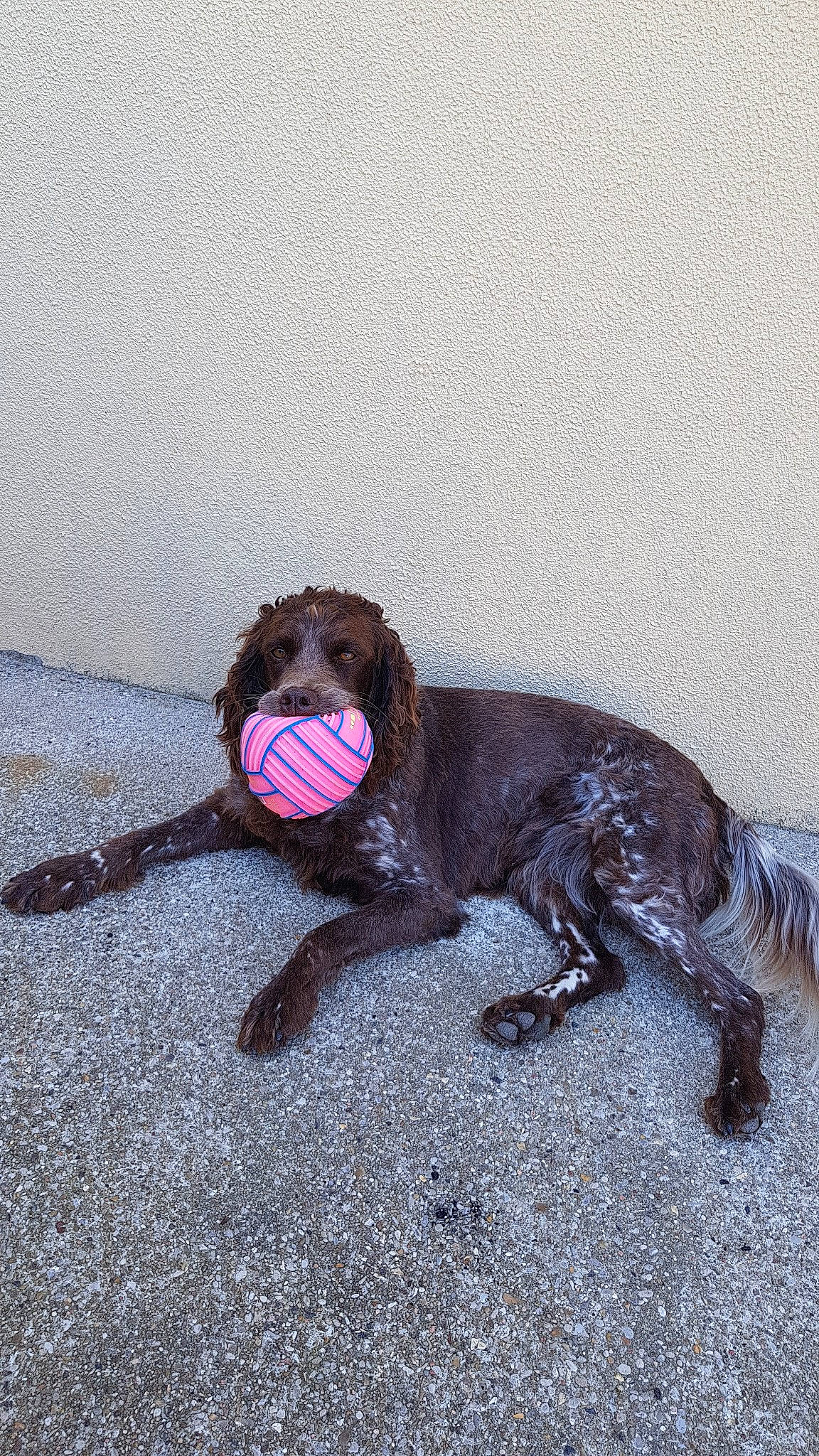 Jelly participe au concours pour gagner de l'argent avec cette photo : boykin_spaniel, canidae, carnivore, cockapoo, dog, dog_breed, german_longhaired_pointer, german_spaniel, german_wirehaired_pointer, hunting_dog, labradoodle, leash, liver, pudelpointer, spaniel, spinone_italiano, sporting_group, tail