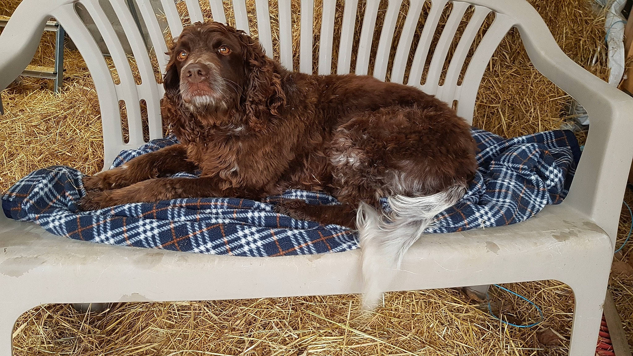 Jelly participe au concours pour gagner de l'argent avec cette photo : american_cocker_spaniel, american_water_spaniel, boykin_spaniel, canidae, carnivore, cockapoo, dog, dog_breed, german_spaniel, labradoodle, liver, mammal, portuguese_water_dog, rare_breed_dog, retriever, spaniel, spanish_water_dog, spinone_italiano, sporting_group, vertebrate