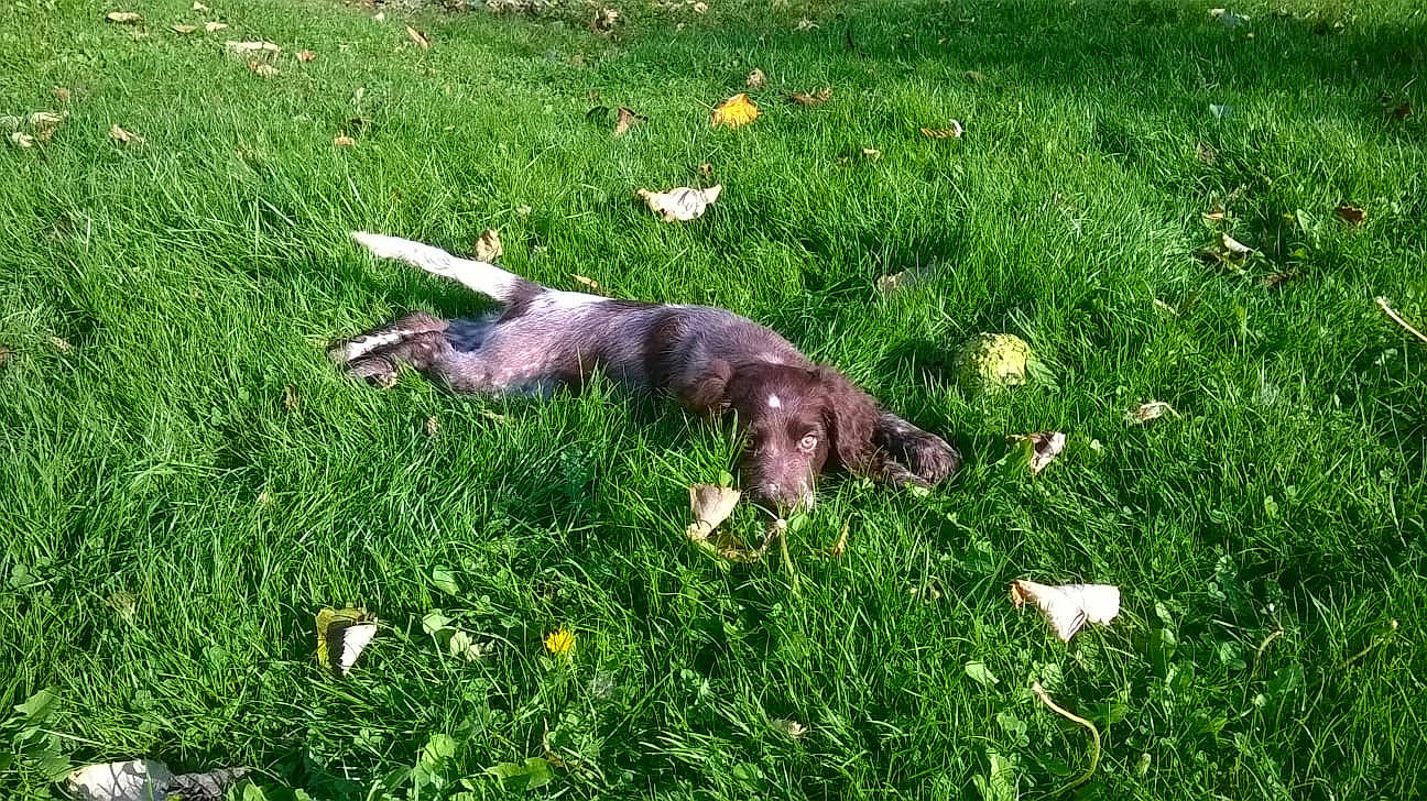Jelly participe au concours pour gagner de l'argent avec cette photo : canidae, carnivore, dog, dog_breed, german_longhaired_pointer, german_spaniel, grass, hunting_dog, lawn, liver, plant, pointing_breed, small_munsterlander, sporting_group, stichelhaar