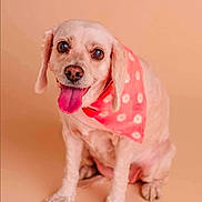 Bella joined the competition — help win amazing prizes! animal, canine, cute, dog, ears, eyes, friendly, fur, happy, indoor, light_background, mammal, nose, pet, pink_bandana, portrait, sitting, smiling, studio, tongue_out