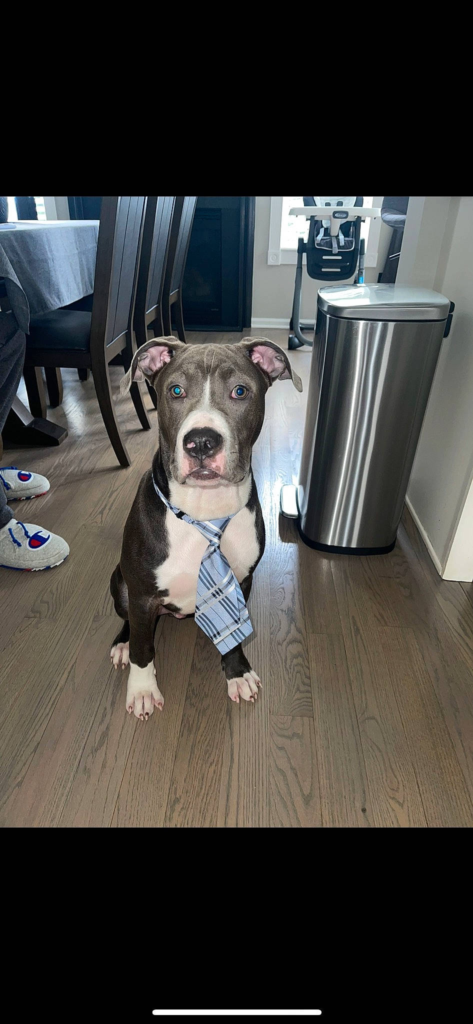 Thor joined the competition — help win amazing prizes! carnivore, chair, collar, companion_dog, dog, dog_breed, dog_clothes, dog_collar, dog_supply, flooring, guard_dog, hardwood, leash, snout, toy_dog, waste_container, waste_containment, whiskers, wood, working_animal