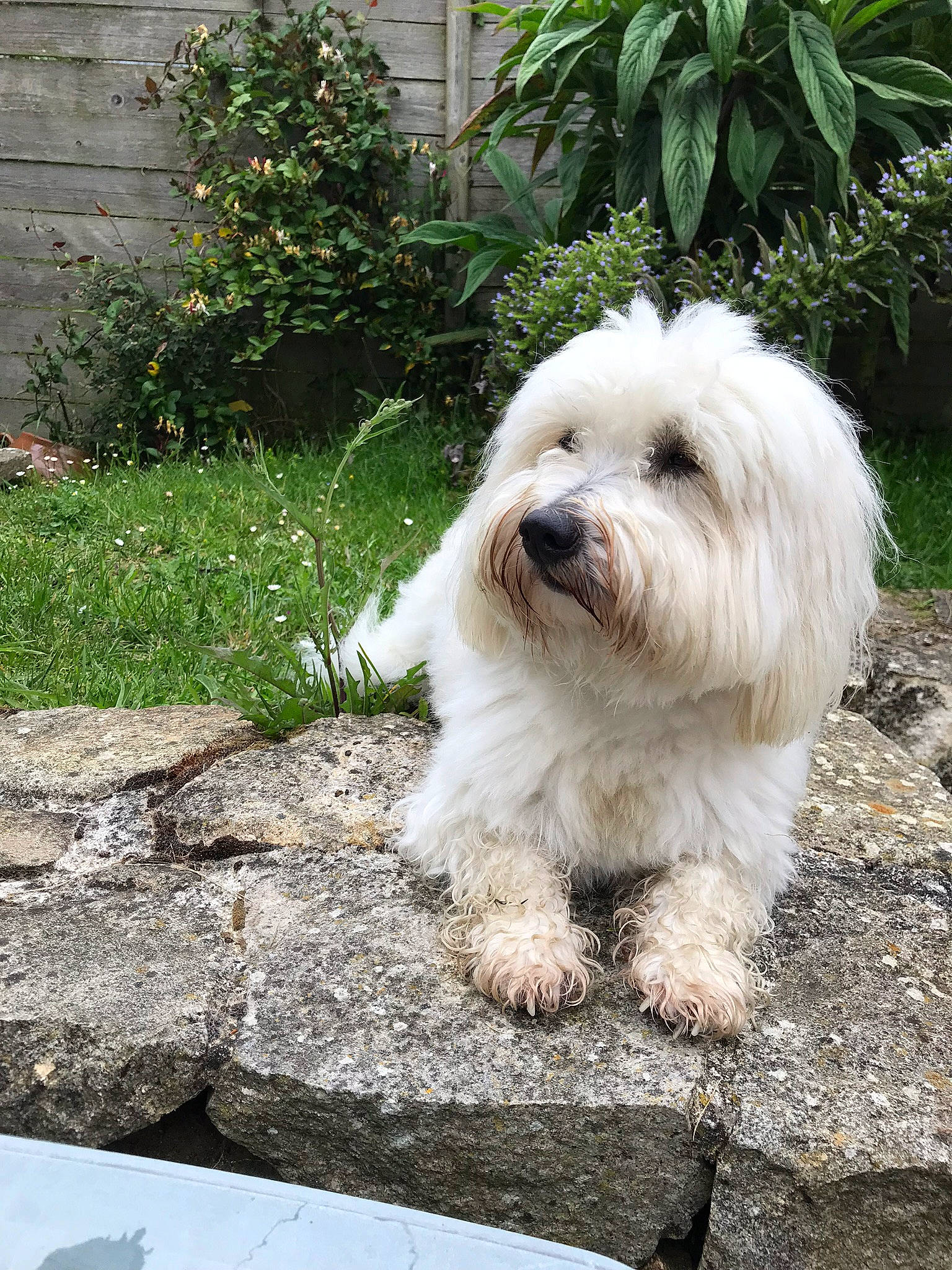 Joé a rejoint le concours — aidez-le/la à gagner de superbes lots ! canidae, carnivore, companion_dog, dog, dog_breed, fur, garden, grass, mal_shi, maltepoo, non_sporting_group, plant, road_surface, small_terrier, snout, sporting_group, tail, terrier, toy_dog, working_animal