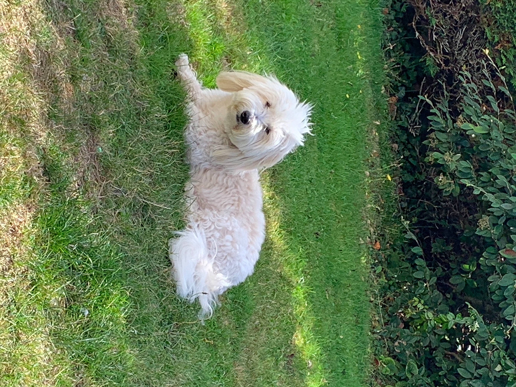 Joé a rejoint le concours — aidez-le/la à gagner de superbes lots ! canidae, carnivore, companion_dog, dog_breed, fawn, felidae, fur, grass, groundcover, lawn, people_in_nature, plant, small_to_medium_sized_cats, sporting_group, tail, terrestrial_animal, toy, tree, trunk, wood