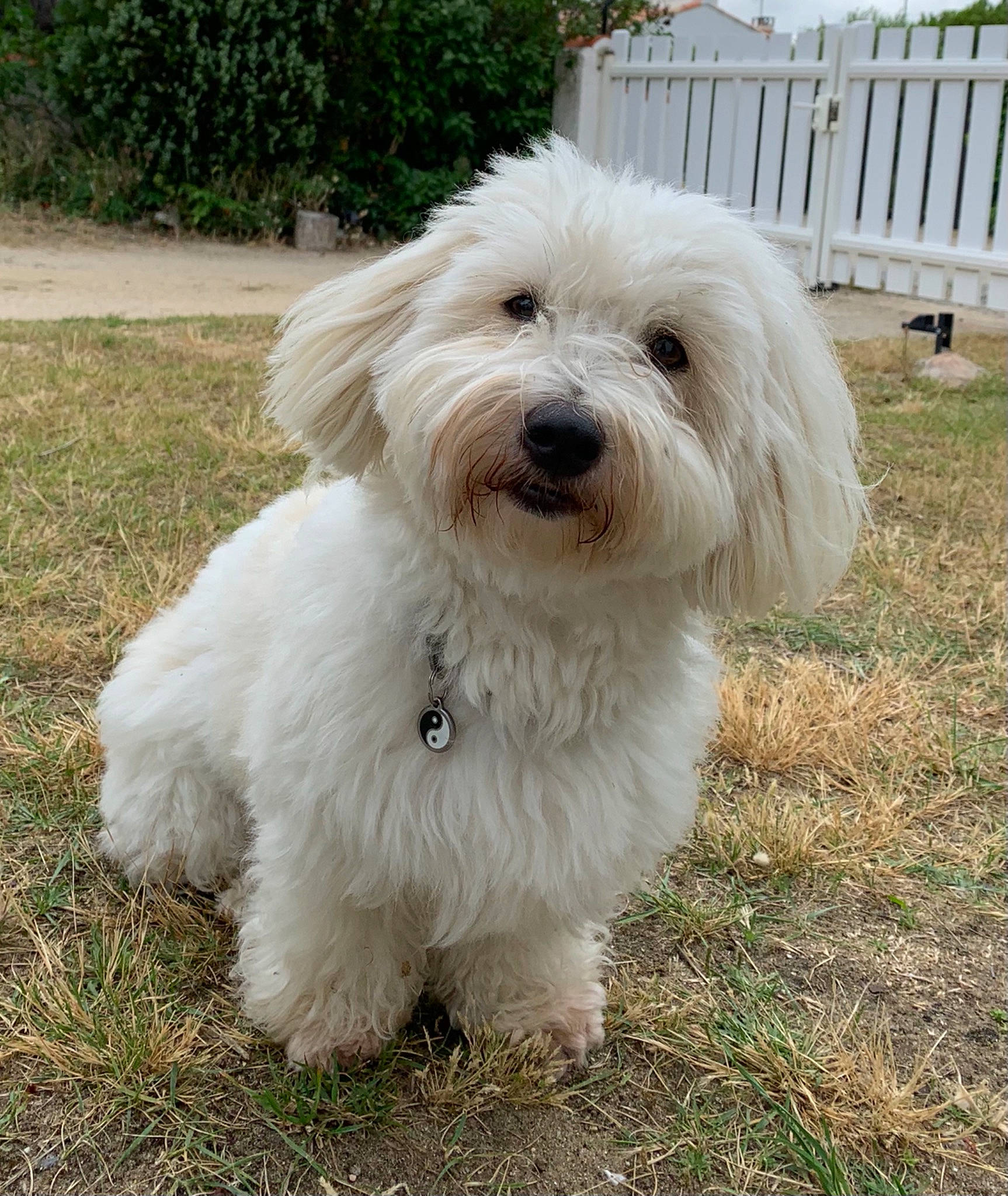 Joé participe au concours pour gagner de l'argent avec cette photo : canidae, carnivore, companion_dog, dog, dog_breed, fence, grass, mal_shi, maltepoo, non_sporting_group, plant, small_terrier, snout, sporting_group, tail, terrier, toy_dog, water_dog, working_animal