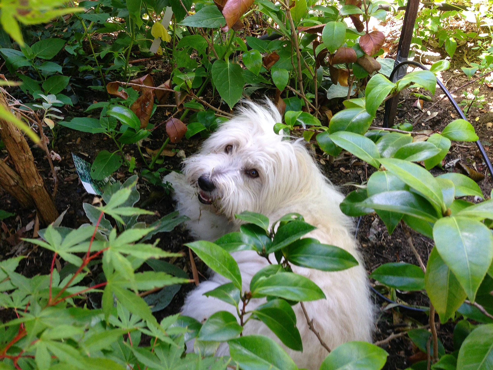 Joé a rejoint le concours — aidez-le/la à gagner de superbes lots ! canidae, carnivore, companion_dog, dog, dog_breed, fawn, garden, grass, groundcover, herb, jungle, plant, shrub, small_terrier, sporting_group, terrestrial_plant, terrier, toy_dog, vegetation, working_animal