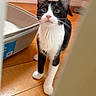 animal, black_and_white, cat, close_up, curious, ears, eyes, home, indoor, litter_box, orange_wall, paws, pet, photography, pink_nose, portrait, standing, tuxedo_cat, whiskers, wooden_floor