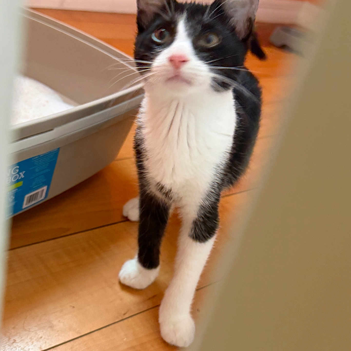Simon