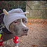 dog, canine, pet, hat, knit_hat, clothing, pajamas, outdoor, gravel, leaves, autumn, fall, nature, animal, cute, costume, portrait, face, ears, walking
