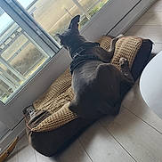 Joker a rejoint le concours — aidez-le/la à gagner de superbes lots ! dog, pet_bed, window, glass_door, floor, indoor, balcony, chair, sky, daylight, relaxing, animal, canine, leash, wood_floor, resting, looking_outside, harness, quiet, home