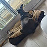 dog, pet_bed, window, glass_door, floor, indoor, balcony, chair, sky, daylight, relaxing, animal, canine, leash, wood_floor, resting, looking_outside, harness, quiet, home