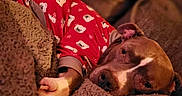 Joker participe au concours pour gagner de l'argent avec cette photo : dog, pajamas, red_clothing, polar_bear_pattern, blanket, brown, cozy, relaxed, pet, indoors, soft_lighting, snuggled, cute, sleepy, resting, fur, canine, comfort, warm, animal