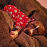 dog, pajamas, red_clothing, polar_bear_pattern, blanket, brown, cozy, relaxed, pet, indoors, soft_lighting, snuggled, cute, sleepy, resting, fur, canine, comfort, warm, animal
