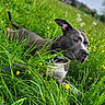 dog, grass, meadow, wildflowers, yellow_flowers, outdoor, nature, greenery, canine, animal, peaceful, relaxed, field, cloudy_sky, collar, pet, summer, flora, resting, portrait