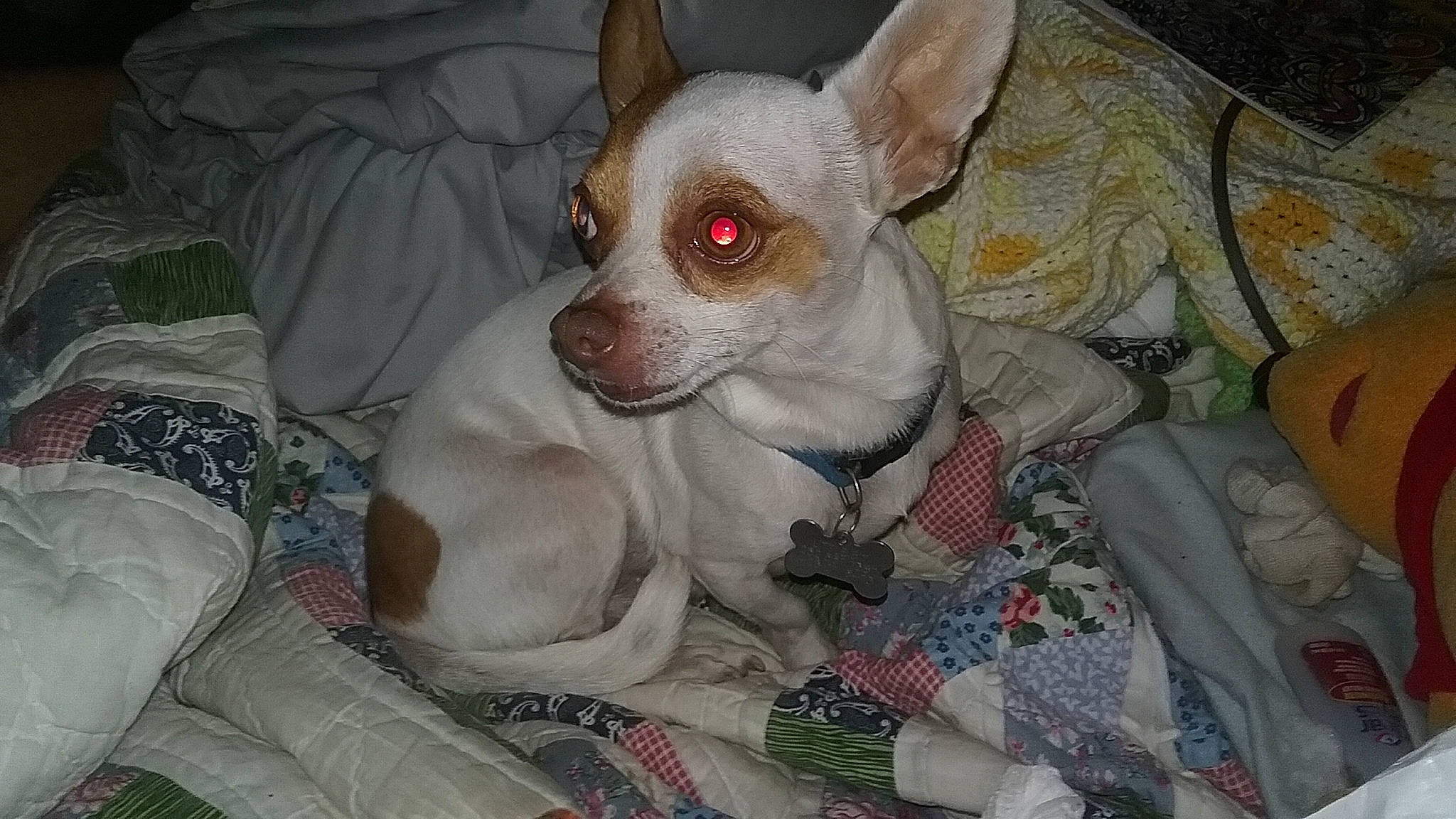 Lilbit joined the competition — help win amazing prizes! canidae, carmine, carnivore, chihuahua, comfort, companion_dog, corgi_chihuahua, dog, dog_breed, ear, fawn, fur, non_sporting_group, pattern, snout, sporting_group, terrestrial_animal, toy_dog, whiskers, working_animal