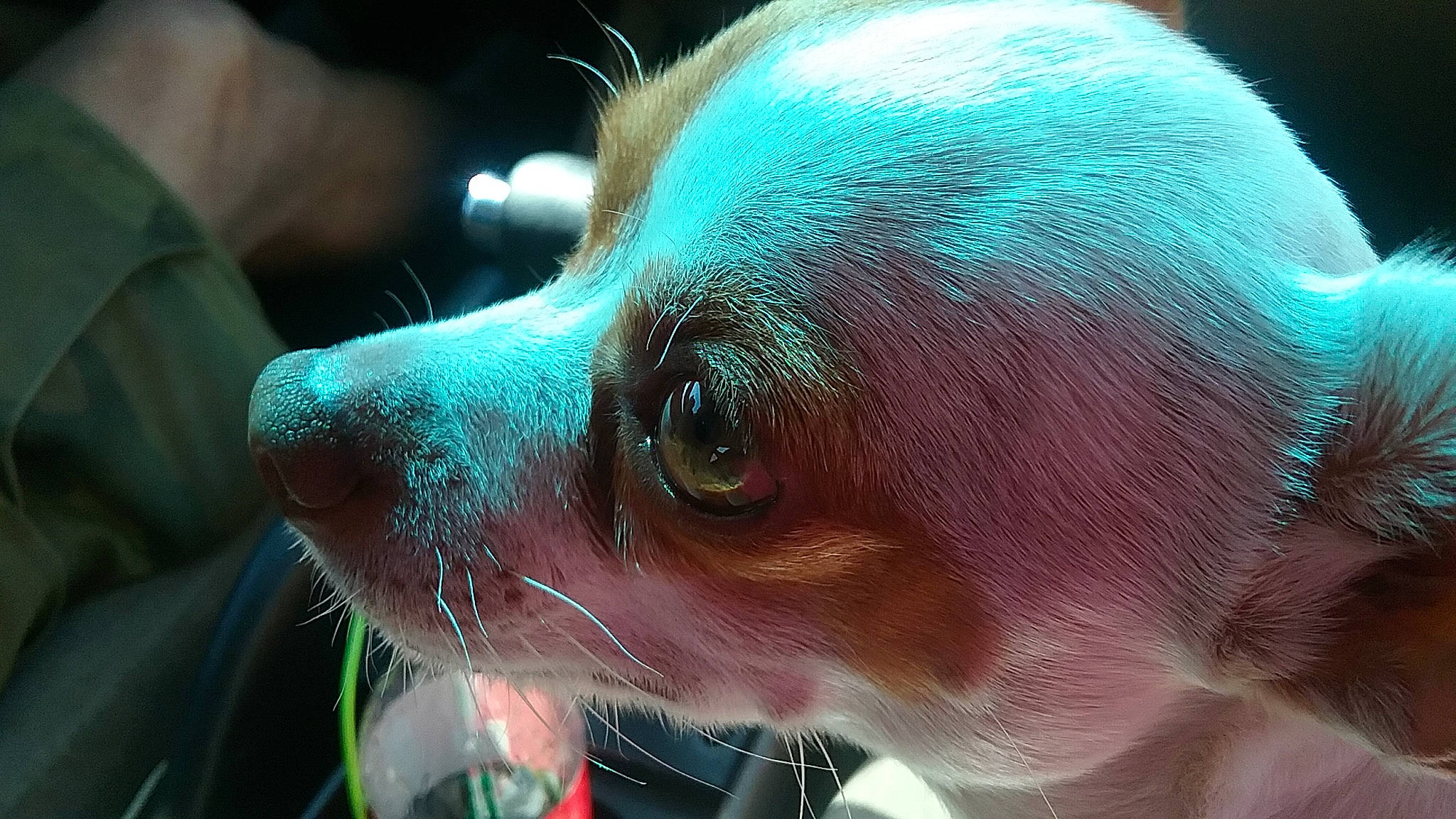Lilbit