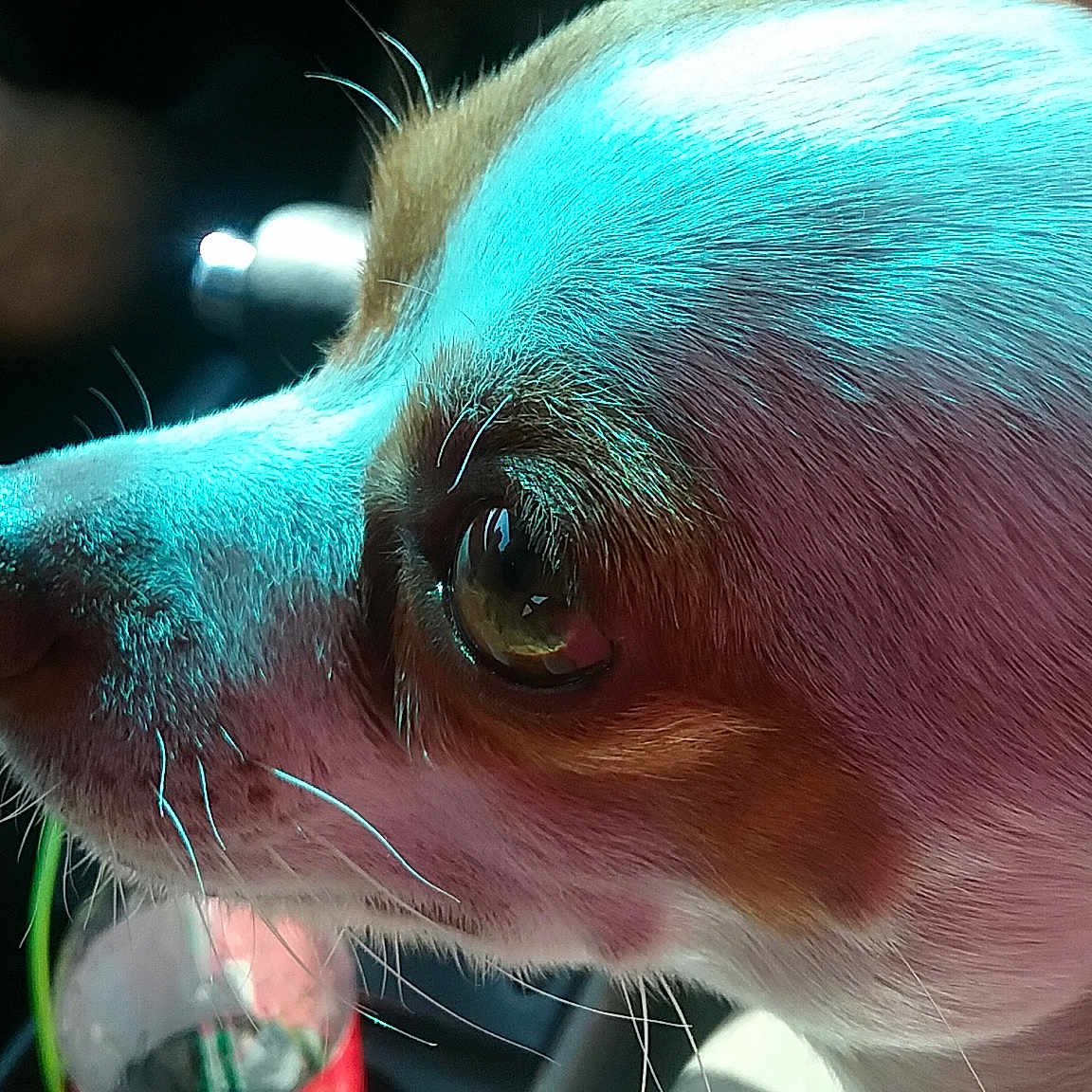 Lilbit