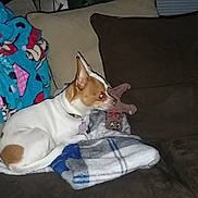 Lilbit joined the competition — help win amazing prizes! animal, ball, blanket, bulldog, canine, chihuahua, couch, cushion, dog, furniture, homedecor, hound, indoors, linen, person, pet, puppy, sport, tennis, tennisball