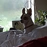 Lilbit is registered to the contest to win money with this photo: art, carmine, carnivore, cloud, comfort, companion_dog, darkness, dog, dog_breed, fawn, felidae, fur, grass, houseplant, linens, plant, sitting, sky, snout, whiskers