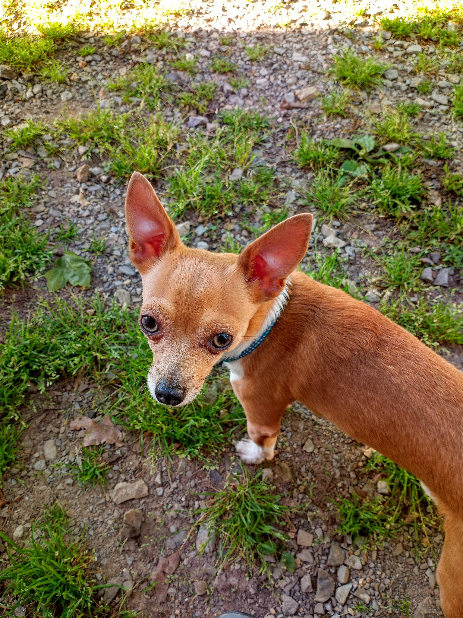 Rowdy joined the competition — help win amazing prizes! canidae, carnivore, companion_dog, dog, dog_breed, fawn, fur, grass, groundcover, natural_landscape, snout, sporting_group, tail, terrestrial_animal, terrestrial_plant, wildlife