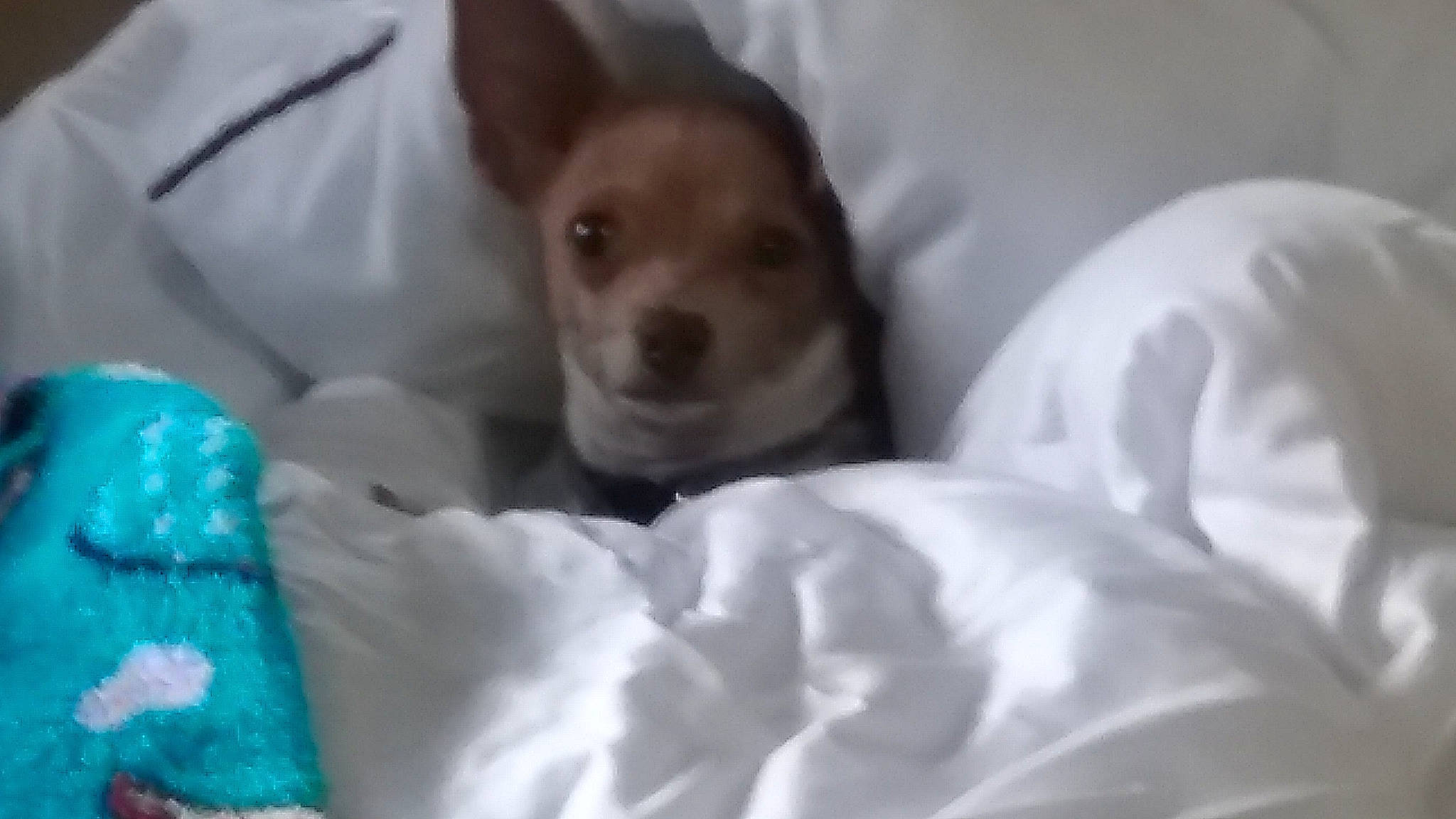 Rowdy joined the competition — help win amazing prizes! bed, canidae, carnivore, chihuahua, close_up, comfort, companion_dog, corgi_chihuahua, dog, dog_breed, dog_supply, ear, fawn, fur, linens, snout, terrestrial_animal, toy_dog, whiskers, working_animal