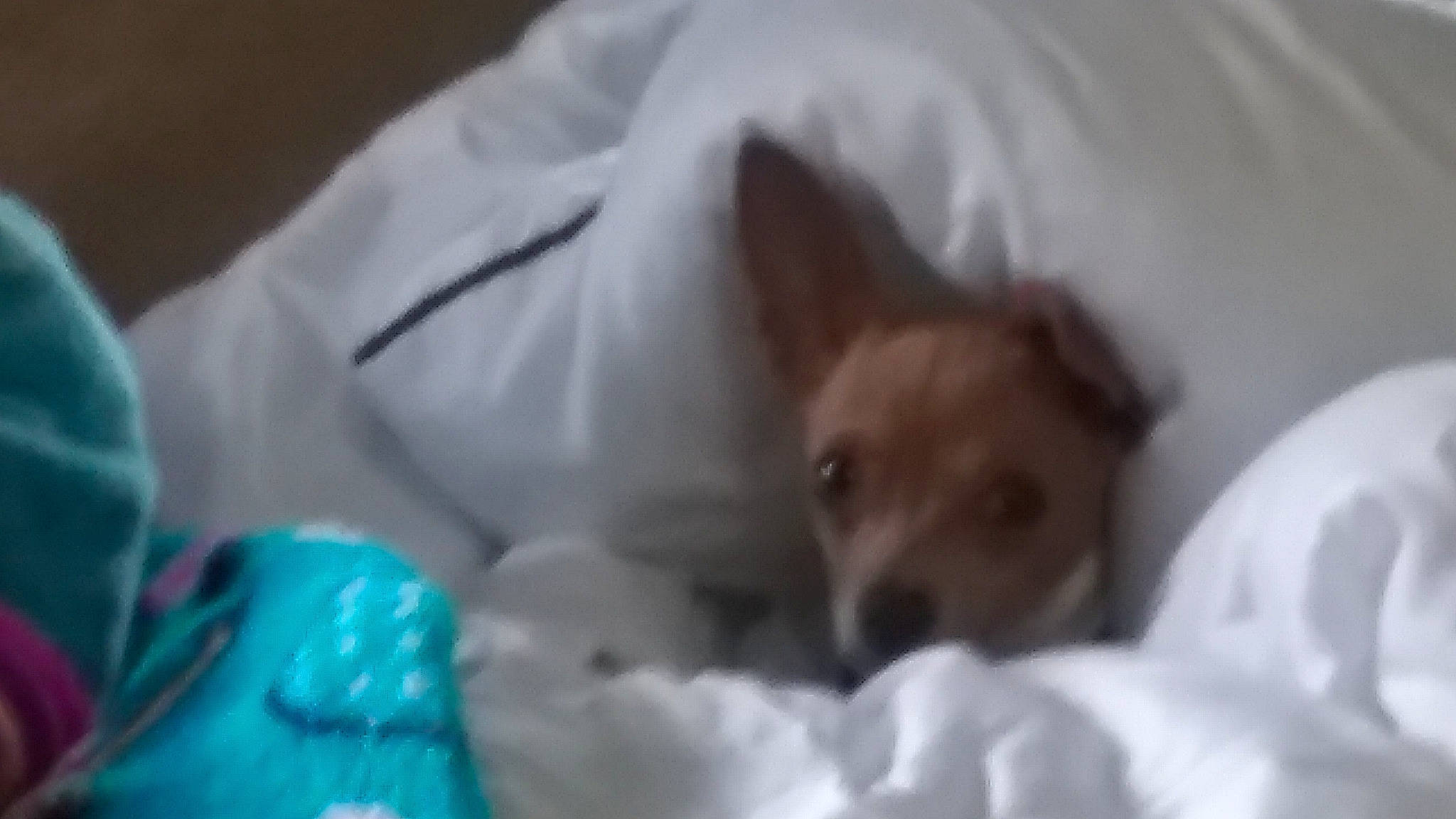 Rowdy is registered to the contest to win money with this photo: bed, canidae, carnivore, comfort, companion_dog, dog, dog_breed, dog_supply, ear, electric_blue, fawn, fur, linens, nap, snout, sporting_group, terrestrial_animal, toy_dog, whiskers, working_animal