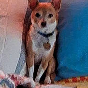 Rowdy is registered to the contest to win money with this photo: dog, puppy, canine, pet, sitting, portrait, pointy_ears, brown_and_white, short_fur, collar, indoors, couch, cushions, blanket, soft_furnishings, colorful, cozy, front_facing, alert, home_decor