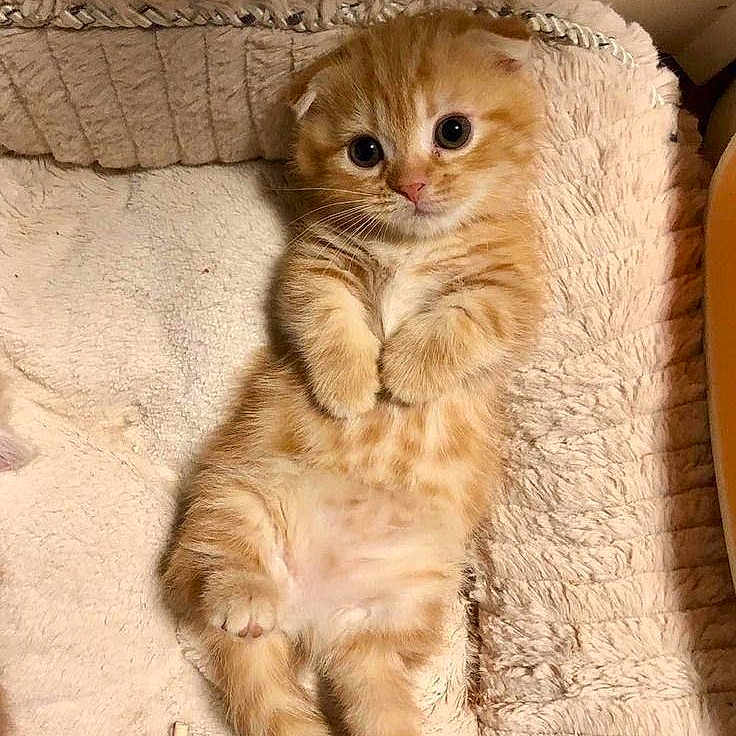 Auriana a rejoint le concours — aidez-le/la à gagner de superbes lots ! adorable, animal, cat, cute, domestic_pet, fluffy, fur, indoor, kitten, lying_down, mammal, orange_tabby, pet, plush_blanket, resting, small_animal, soft_texture, whiskers, wide_eyes, young