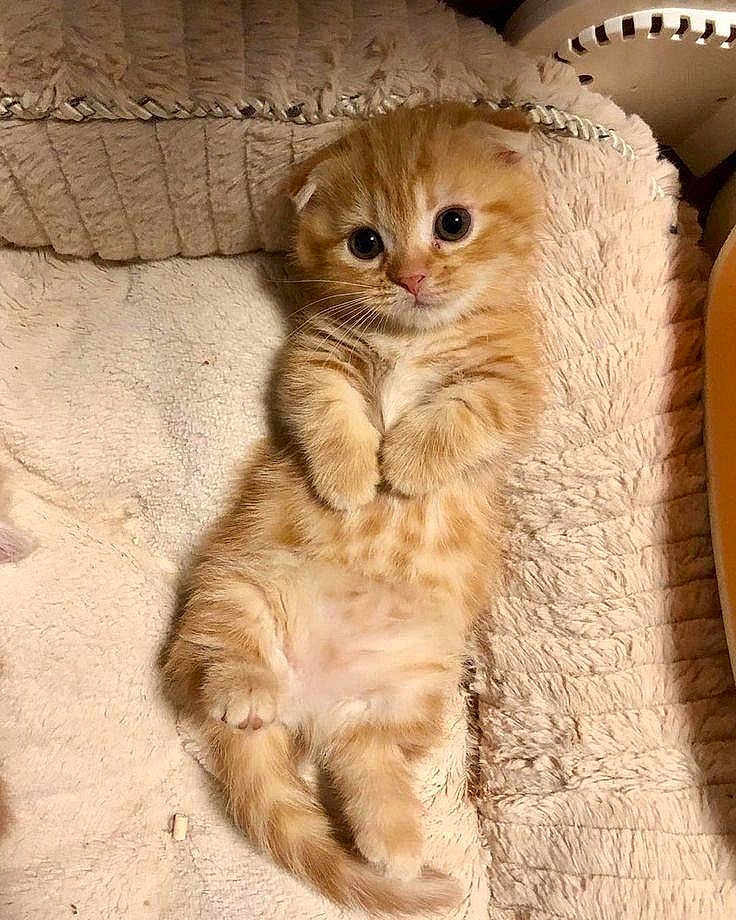 Auriana a rejoint le concours — aidez-le/la à gagner de superbes lots ! kitten, cat, orange_tabby, pet, cute, fluffy, lying_down, plush_blanket, soft_texture, indoor, small_animal, fur, whiskers, wide_eyes, resting, adorable, young, animal, mammal, domestic_pet