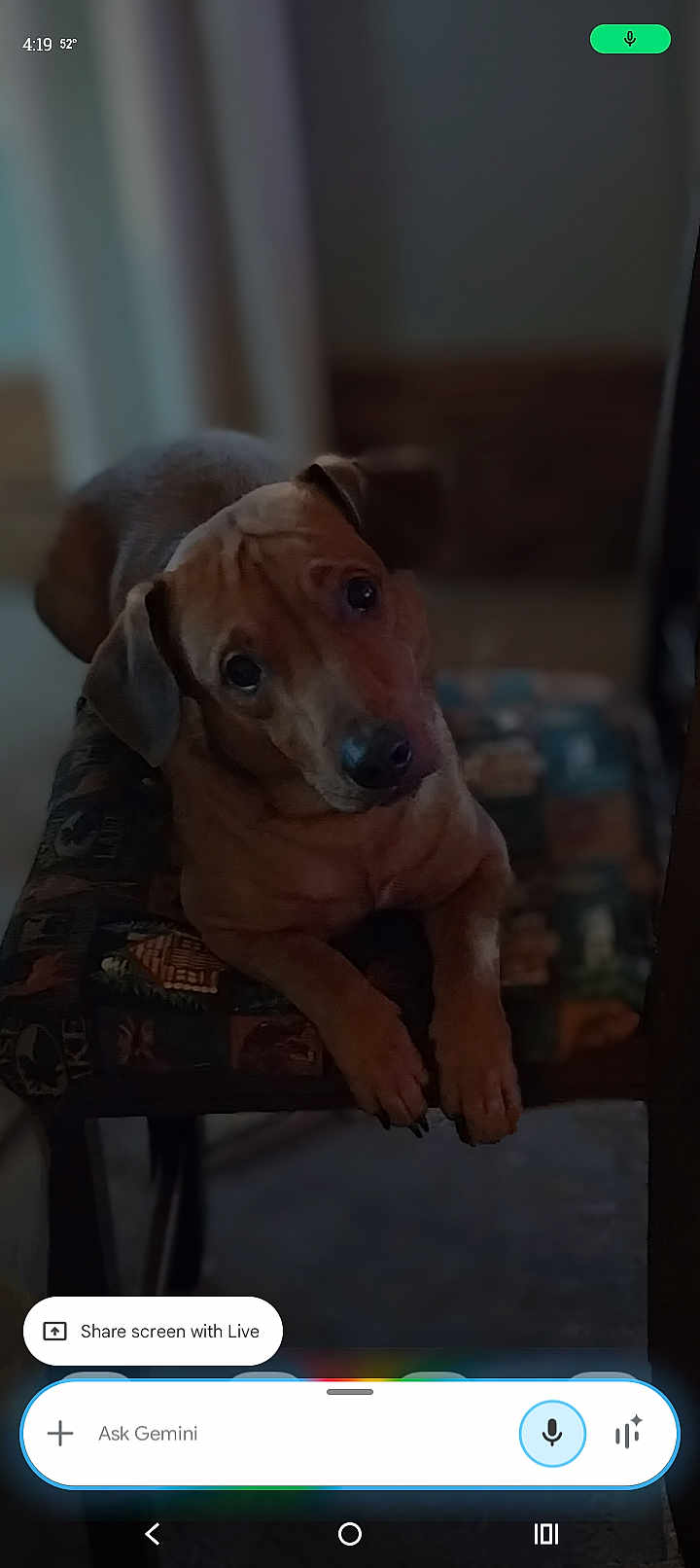 Bow Bow joined the competition — help win amazing prizes! dog, indoor, pet, cushion, chair, animal, brown_dog, face, head_tilt, looking_up, paw, relaxed, cozy, furniture, domestic_animal, companion, curious, portrait, canine, resting