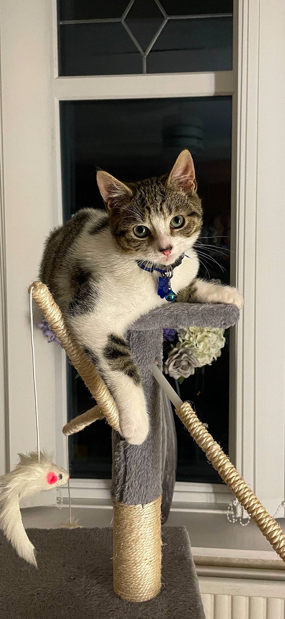 Olly joined the competition — help win amazing prizes! art, carnivore, cat, cat_supply, domestic_short_haired_cat, door, felidae, fur, natural_material, paint, painting, small_to_medium_sized_cats, snout, tail, terrestrial_animal, whiskers, wildlife, window