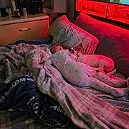 Charlie Brown is registered to the contest to win money with this photo: baby, dog, french_bulldog, sleeping, 寝室, bed, blanket, pajamas, snuggling, pet, infant, red_light, aquarium, pillows, cozy, indoors, bedroom, sleep, 家庭, portrait