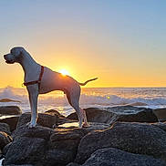 Riboul participe au concours pour gagner de l'argent avec cette photo : dog, sunset, ocean, rocks, silhouette, water, outdoor, nature, animal, sky, sun, wave, coast, beach, landscape, scenic, pet, harness, calm, majestic