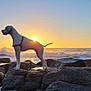 dog, sunset, ocean, rocks, silhouette, water, outdoor, nature, animal, sky, sun, wave, coast, beach, landscape, scenic, pet, harness, calm, majestic