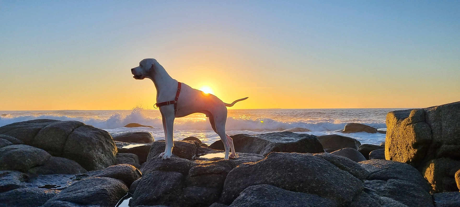Riboul participe au concours pour gagner de l'argent avec cette photo : dog, sunset, ocean, rocks, silhouette, water, outdoor, nature, animal, sky, sun, wave, coast, beach, landscape, scenic, pet, harness, calm, majestic