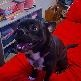 Chulo joined the competition — help win amazing prizes! dog, black_dog, white_markings, red_couch, indoor, pet, happy, tongue_out, excited, sitting, furniture, shelf, household_items, home, canine, animal, domestic, smiling, ears_up, cute