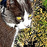 Mi participe au concours pour gagner de l'argent avec cette photo : cat, animal, pet, outdoor, yellow_eyes, whiskers, fur, close_up, nature, ground, dry_leaves, plants, brown_fur, white_fur, daylight, curious, mammal, portrait, wildlife, texture