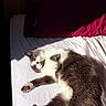 Mi participe au concours pour gagner de l'argent avec cette photo : animal, bed, cat, cozy, cute, domestic_animal, feline, fur, gray_and_white_cat, indoor, paw, pet, red_pillow, relaxing, resting, shadow, sleepy, sunlight, whiskers, white_bed_sheet