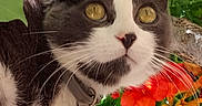Mi participe au concours pour gagner de l'argent avec cette photo : cat, tuxedo_cat, tree, branch, yellow_eyes, collar, outdoor, nature, green_leaves, orange_flowers, pet, animal, closeup, curious, whiskers, daylight, flora, fauna, mammal, portrait